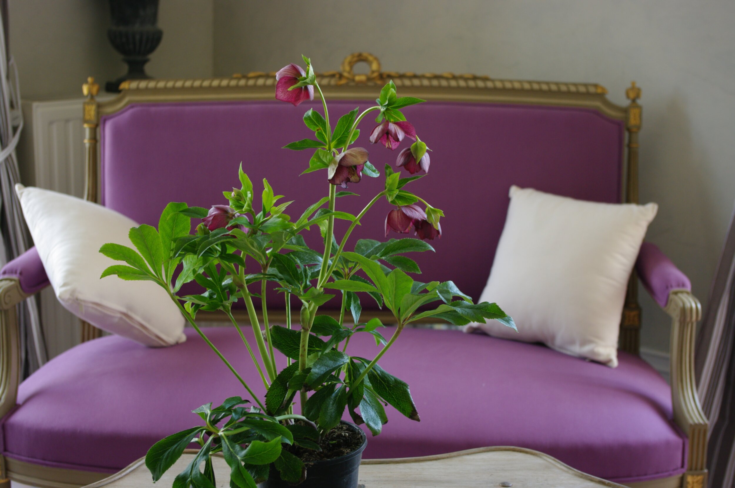 Plante violette en pot et canapé violet et doré de style Napoléon III
